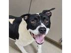 Adopt Ty Lee a Pit Bull Terrier