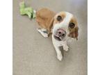 Adopt Claritin a Beagle