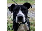 Adopt QUEENIE a American Staffordshire Terrier