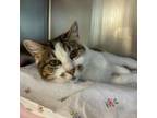 Adopt Shizuka a Domestic Short Hair