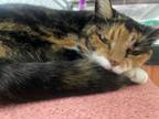 Adopt Leah a Domestic Short Hair