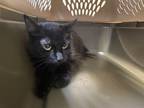 Adopt MIGHTY MOUSE a Domestic Medium Hair