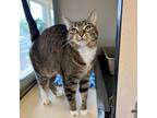 Adopt Mittens a Domestic Short Hair