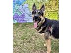 Adopt Kiki a German Shepherd Dog