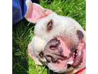 Adopt Violet a Pit Bull Terrier, Mixed Breed