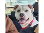 Adopt Violet a Pit Bull Terrier, Mixed Breed
