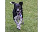 Adopt Willow a Cattle Dog, Mixed Breed