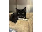 Adopt Ellie a Domestic Short Hair