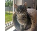 Adopt Harley a Domestic Short Hair