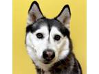 Adopt Sasha a Siberian Husky