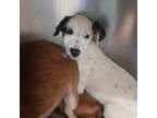 Adopt Glimmer a Mixed Breed