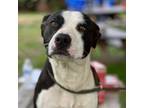 Adopt Emma (Rescue Only) a Mixed Breed