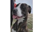 Adopt JELLY BEAN a Pit Bull Terrier, Mixed Breed