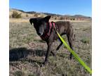 Adopt TALA a Shepherd, Labrador Retriever