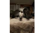 Adopt EMET a Shih Tzu