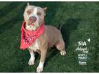 Adopt Sia a Pit Bull Terrier, Mixed Breed
