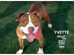 Adopt Yvette a Pit Bull Terrier, Mixed Breed