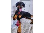 Adopt MayMay 3226 a Doberman Pinscher