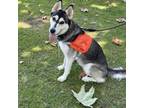 Adopt Wanda a Husky