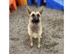 Adopt Angie a German Shepherd Dog