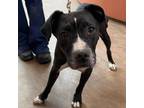 Adopt Lilly a Pit Bull Terrier