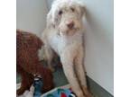 Adopt WAGS-Stray-13840 a Poodle