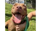 Adopt Saria a Pit Bull Terrier