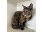 Adopt Mona a Domestic Short Hair