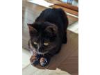 Adopt Claudia a Domestic Short Hair, Domestic Medium Hair