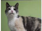 Adopt Cynthia a Domestic Short Hair, Calico