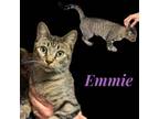 Adopt Emmie (aka Cookie) a Domestic Short Hair