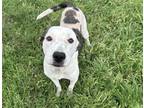 Adopt WAFER a American Staffordshire Terrier, Mixed Breed