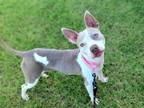 Adopt VICTORY a American Staffordshire Terrier, Mixed Breed