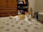 Adopt Cayenne a Domestic Medium Hair