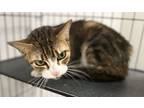 Adopt Smoothie a Domestic Short Hair
