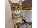 Adopt Speedy a Domestic Short Hair