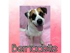 Adopt Bernadette a Saint Bernard, Mixed Breed