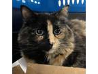 Adopt Aurora a Domestic Short Hair