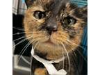 Adopt Dottie a Domestic Short Hair