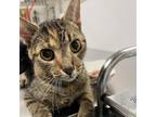 Adopt Giggidy a Domestic Short Hair