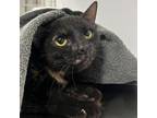 Adopt Periwinkle a Domestic Short Hair