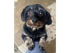 Adopt Swan a Yorkshire Terrier