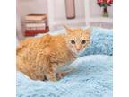 Adopt Chelsea a Domestic Short Hair