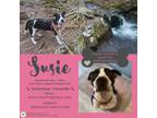 Adopt Susie a Pit Bull Terrier