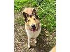 Adopt Dollie a Collie, Husky