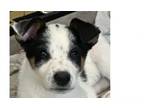 Adopt Cookie a Australian Shepherd