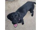 Adopt Wanda a Black Labrador Retriever, Border Collie