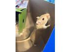 Adopt Honey & Nibbler a Gerbil