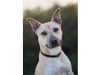 Adopt LIBBY a Black Mouth Cur, Pit Bull Terrier