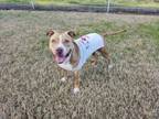 Adopt Peaches a Staffordshire Bull Terrier